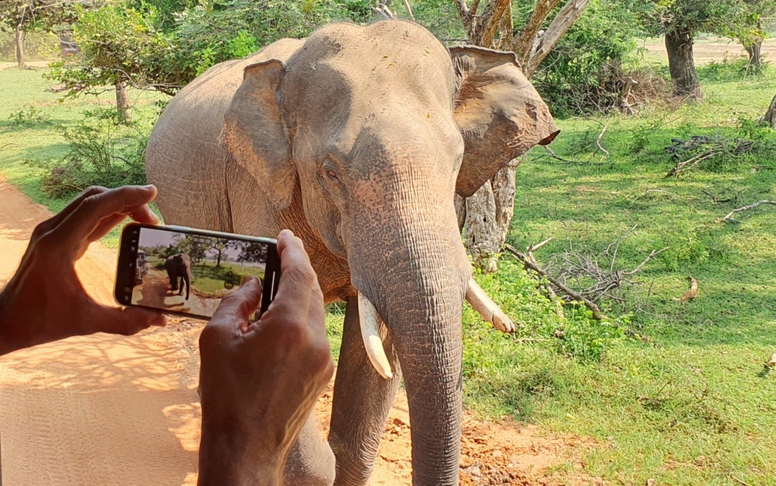 Sri Lanka Wildlife & Safari Adventure