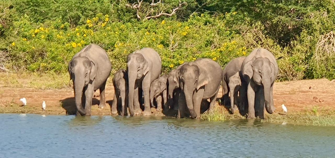Wildlife Safaris