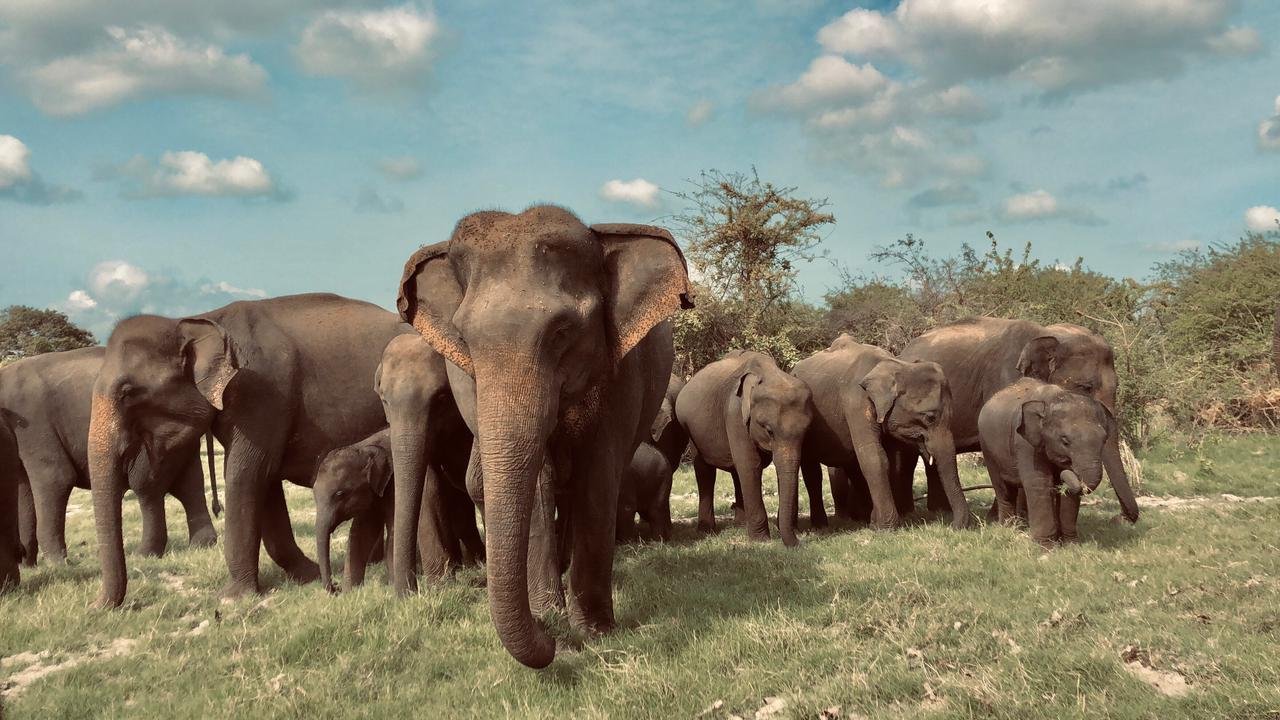 Into The Wild of Sri Lanka